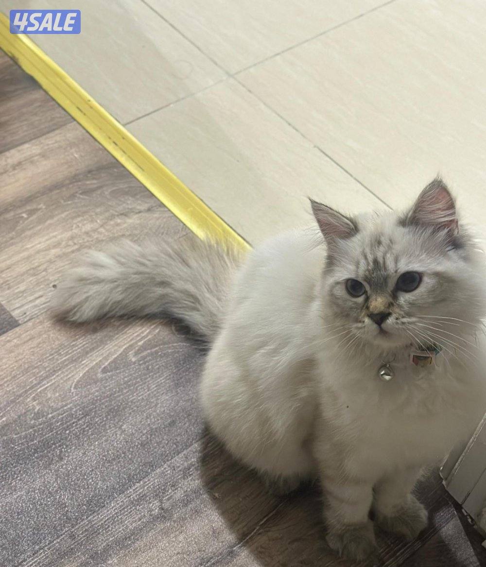 البيع قطاوه1