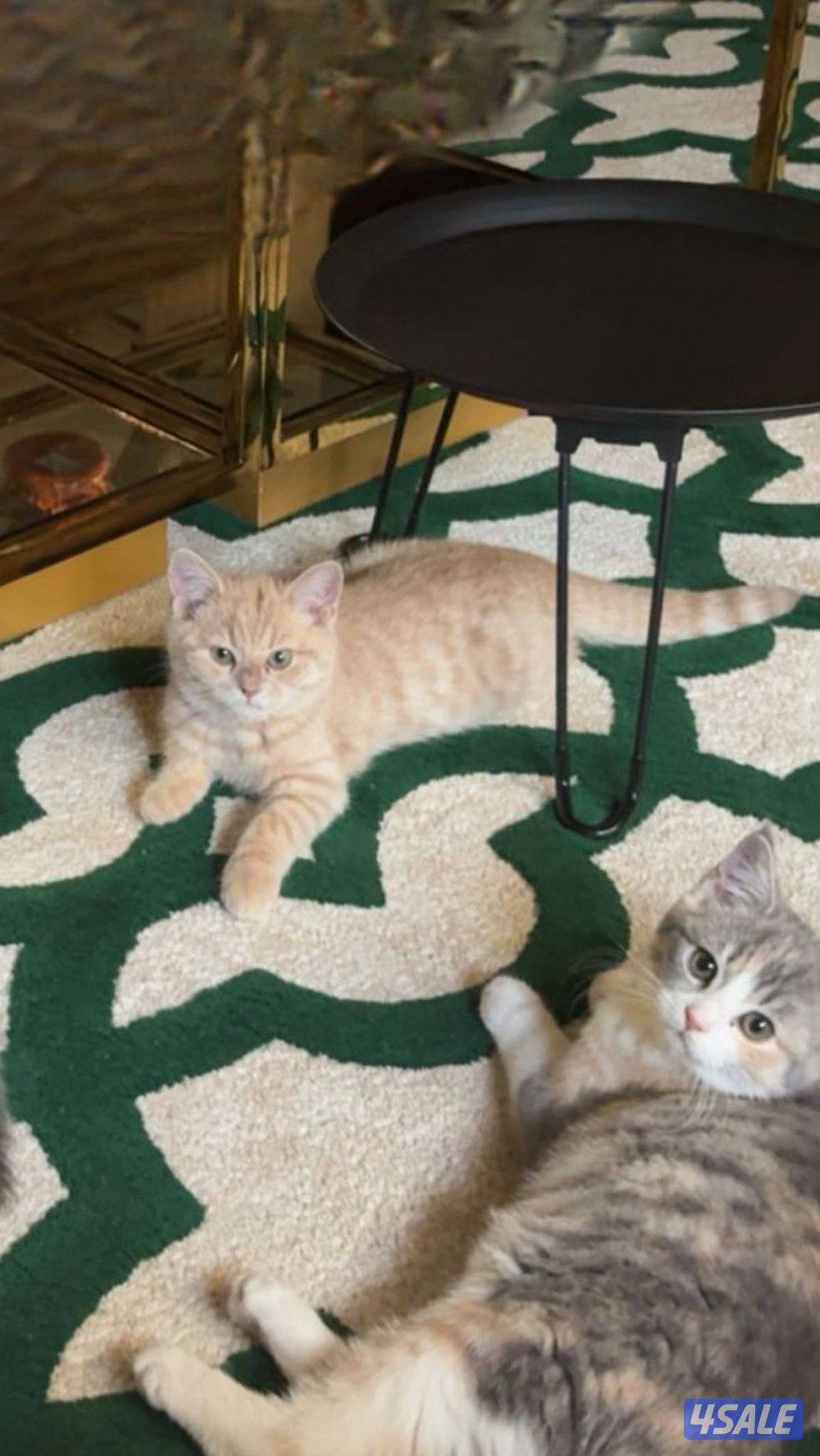 البيع قطاوه2