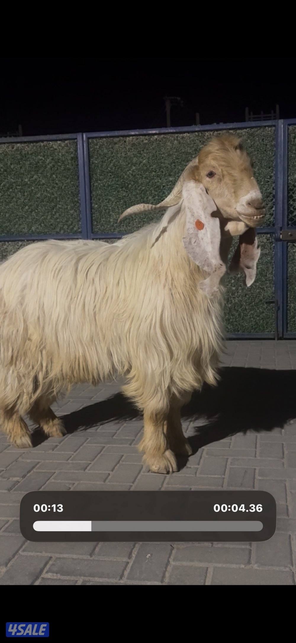 تيس عارضي كريمي خصم الخصم0