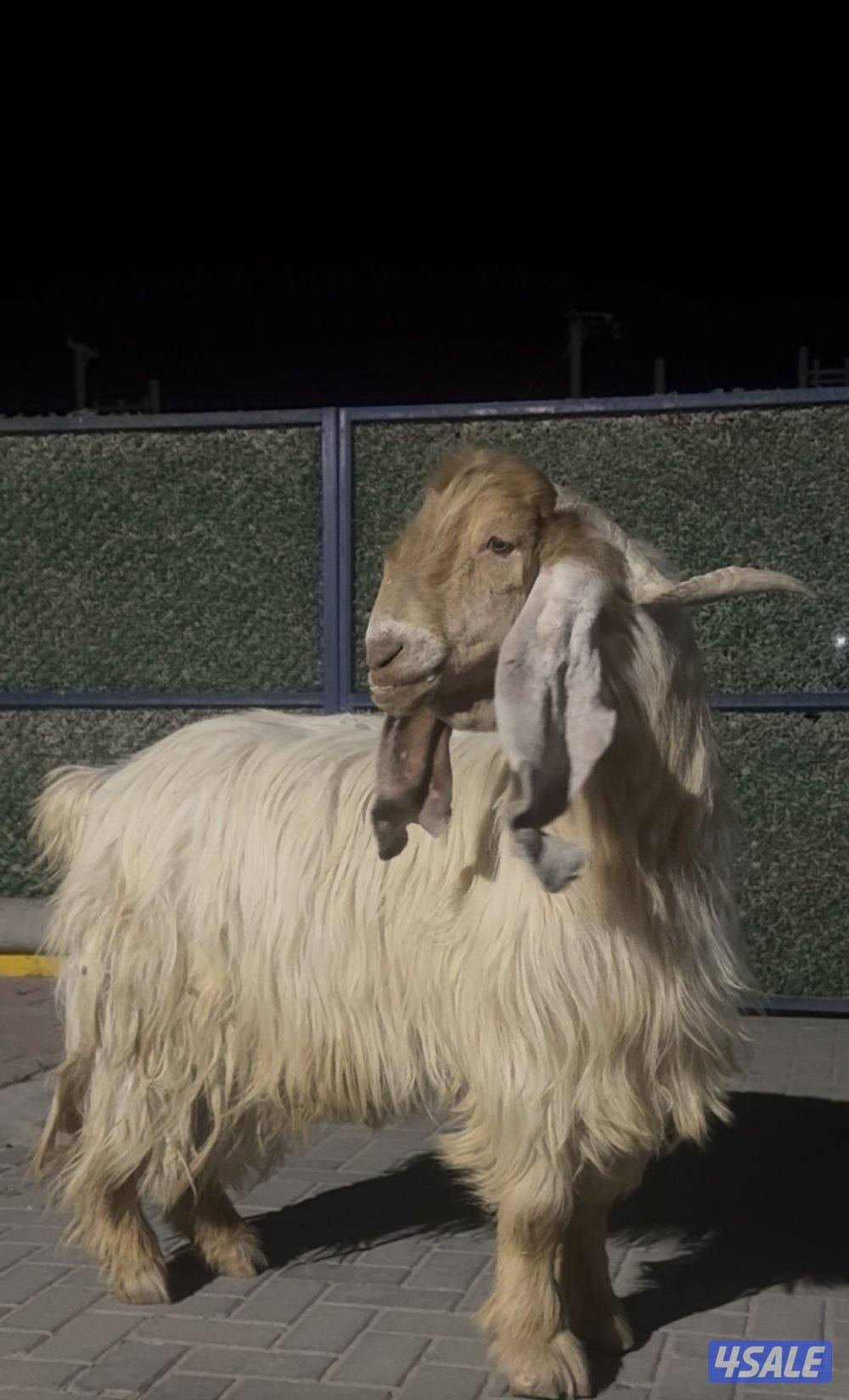 تيس عارضي كريمي خصم الخصم2