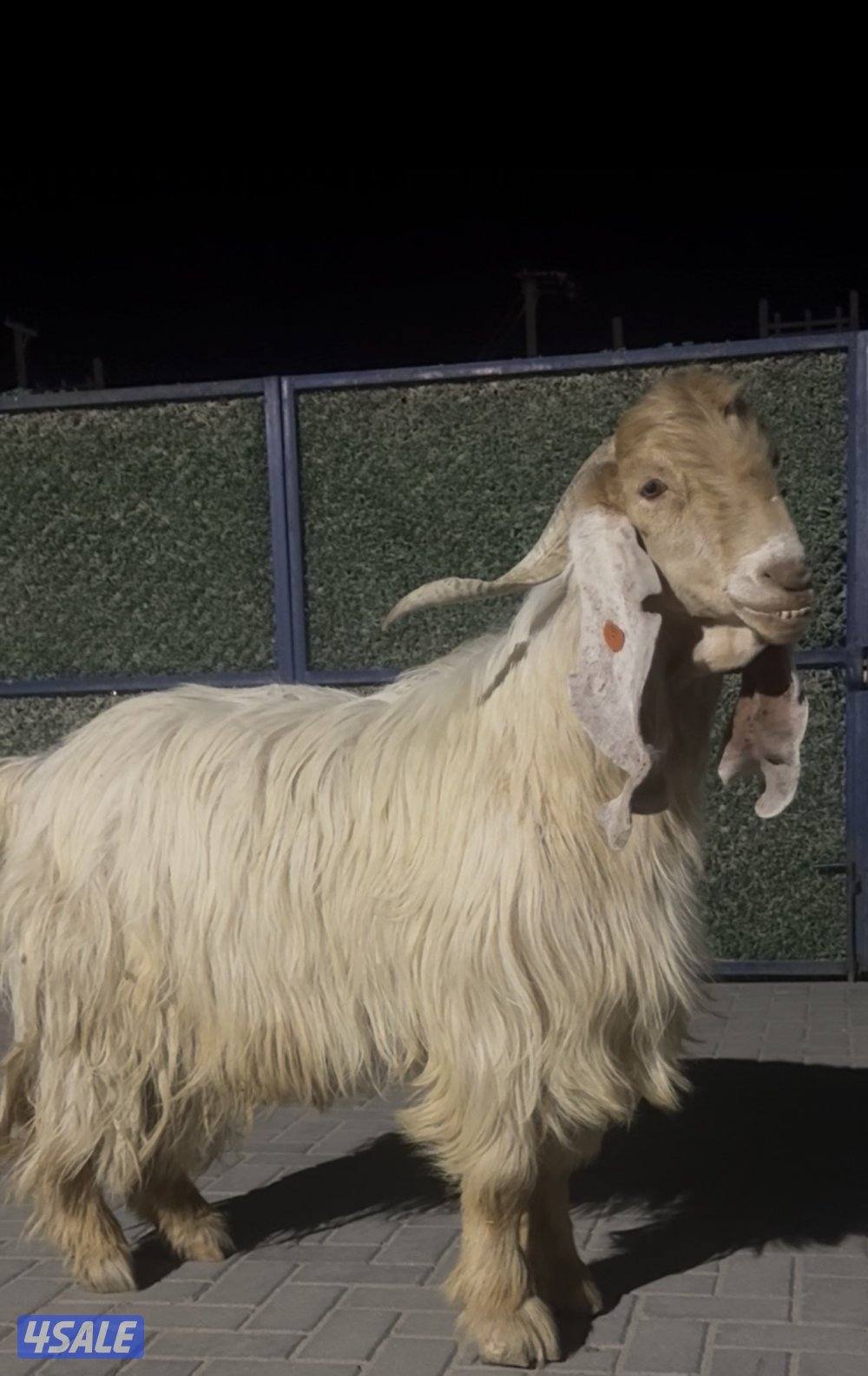 تيس عارضي كريمي خصم الخصم1