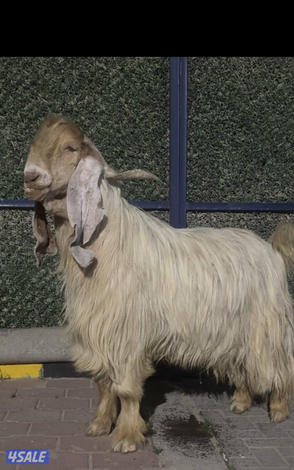 تيس عارضي كريمي خصم الخصم3