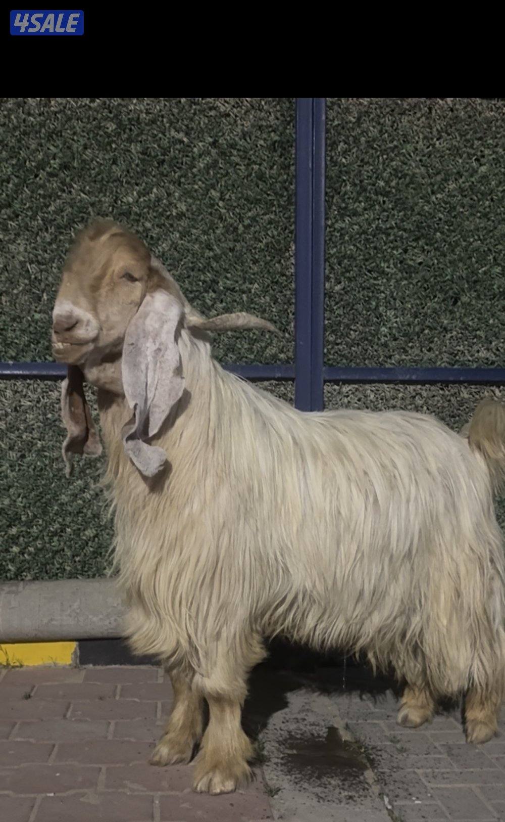 تيس عارضي كريمي خصم الخصم4