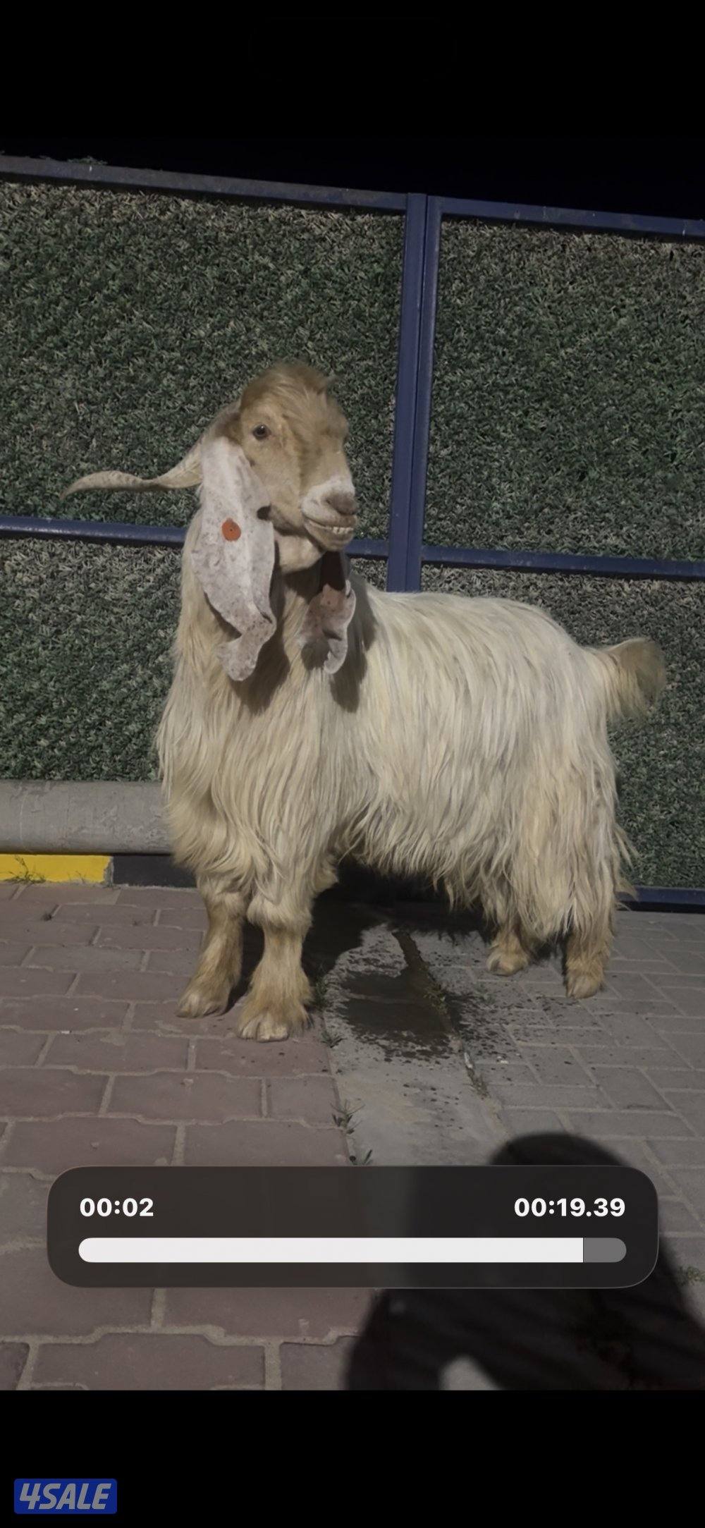 تيس عارضي كريمي خصم الخصم5