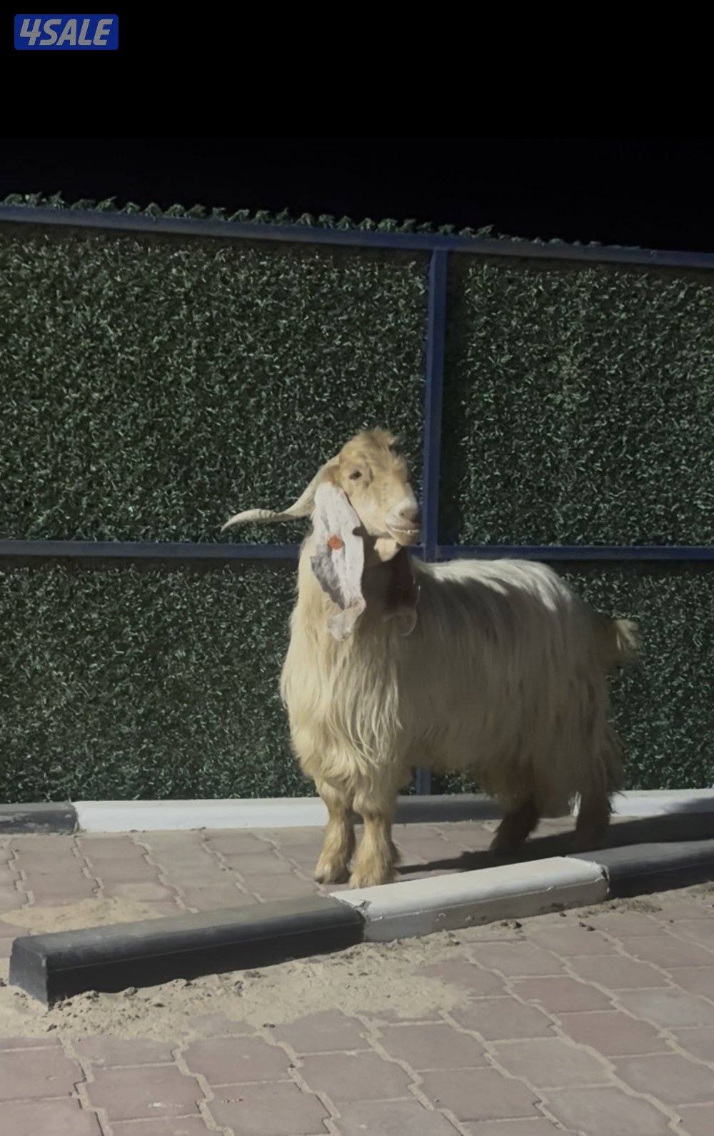 تيس عارضي كريمي خصم الخصم6