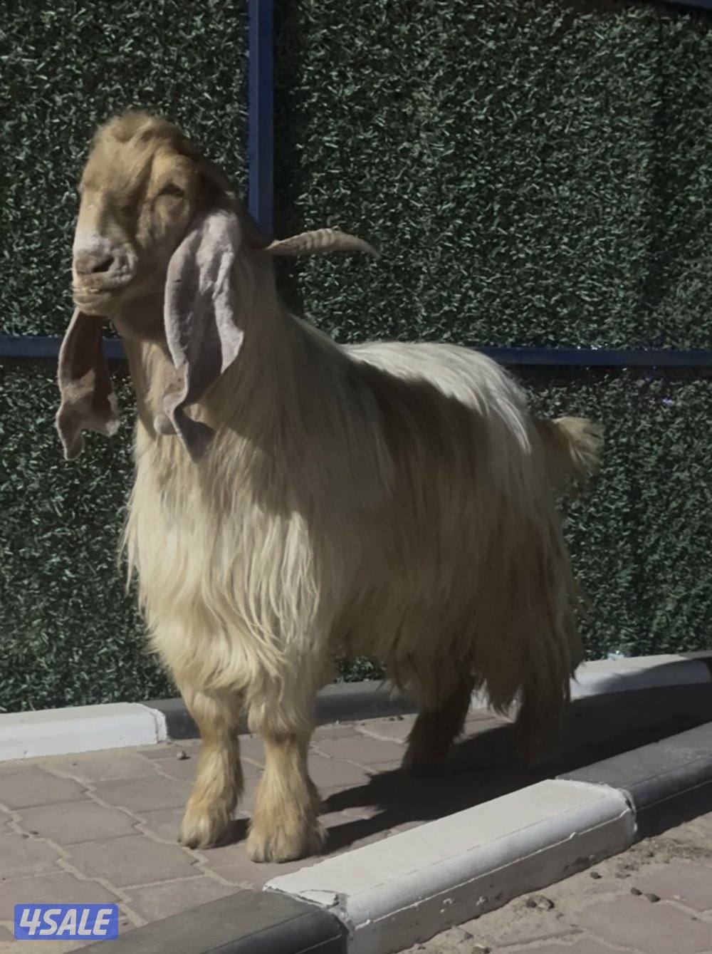 تيس عارضي كريمي خصم الخصم7