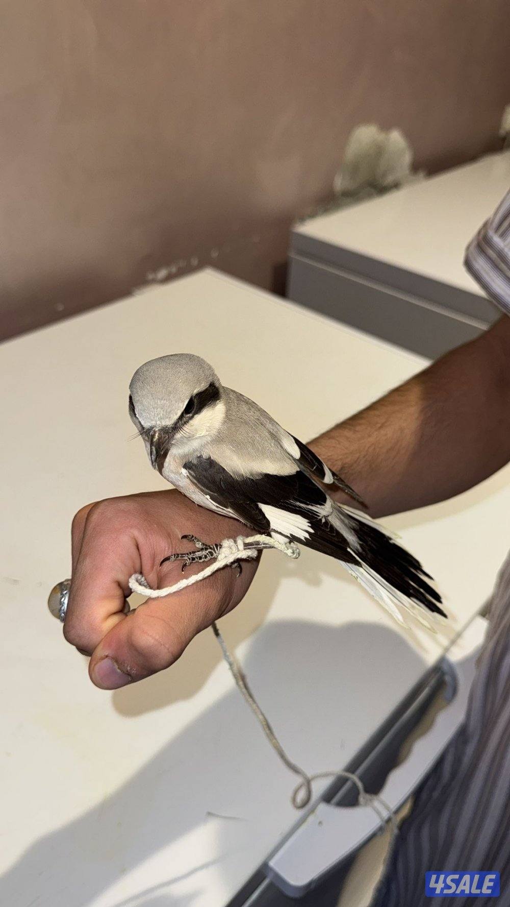 للبيع حمامي ( طائر الصرد) +طيور جارحه0