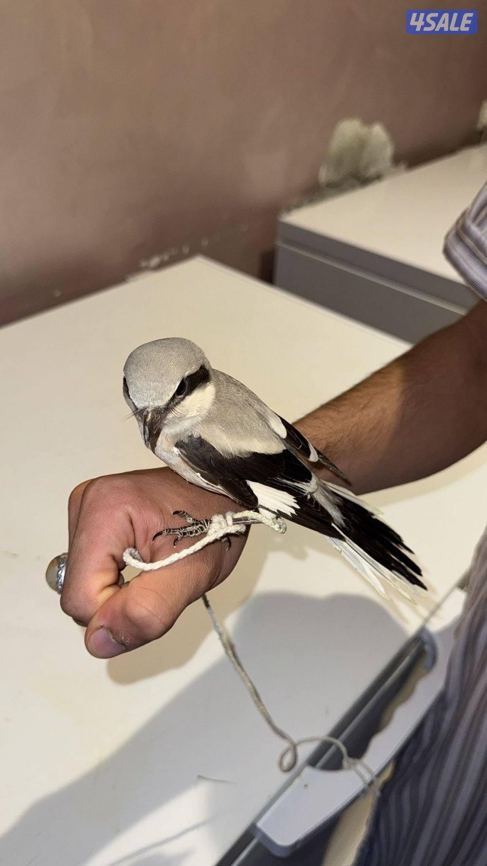 للبيع حمامي ( طائر الصرد) +طيور جارحه1