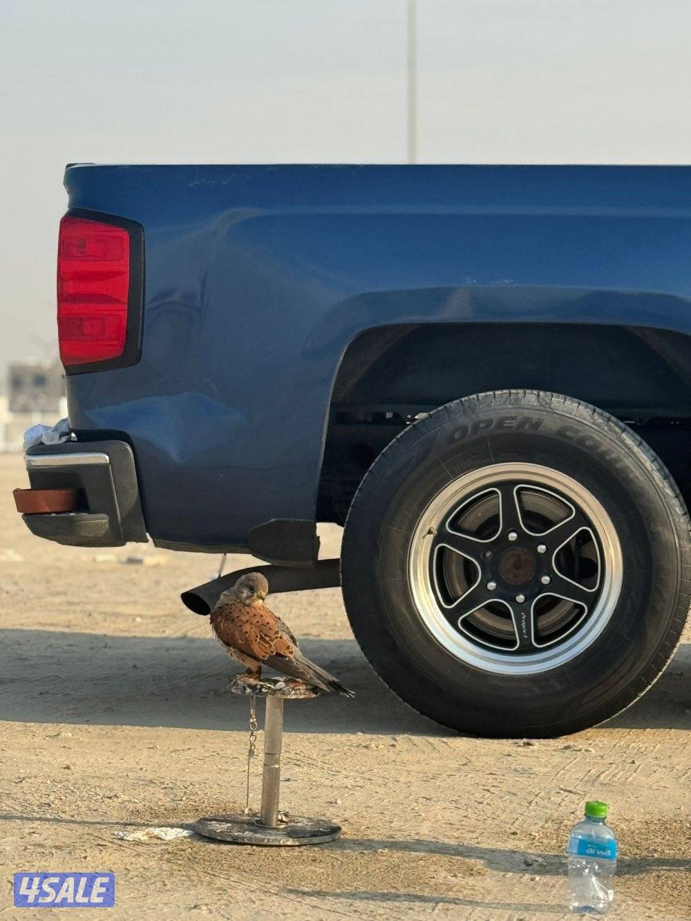 للبيع حمامي ( طائر الصرد) +طيور جارحه2