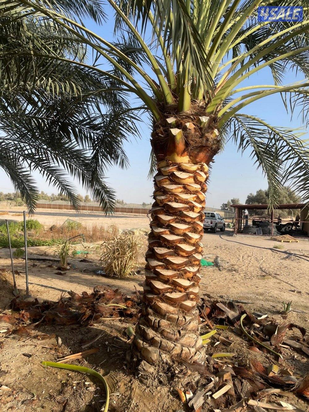 الهوازي،للنخيل0