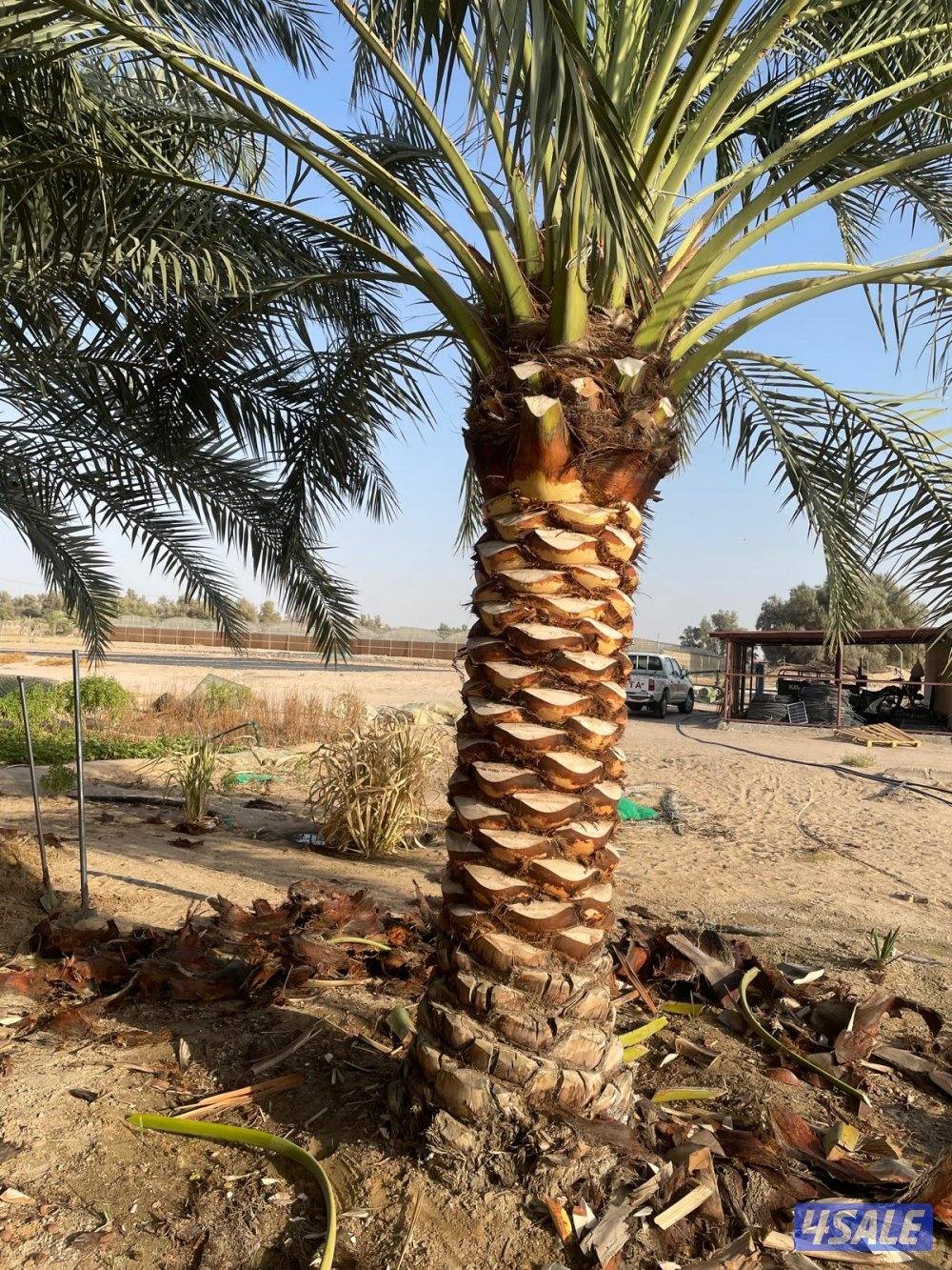 الهوازي،للنخيل1