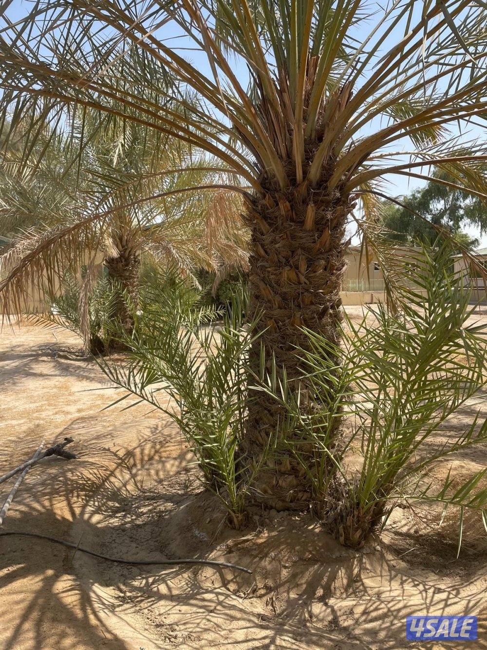 الهوازي،للنخيل3