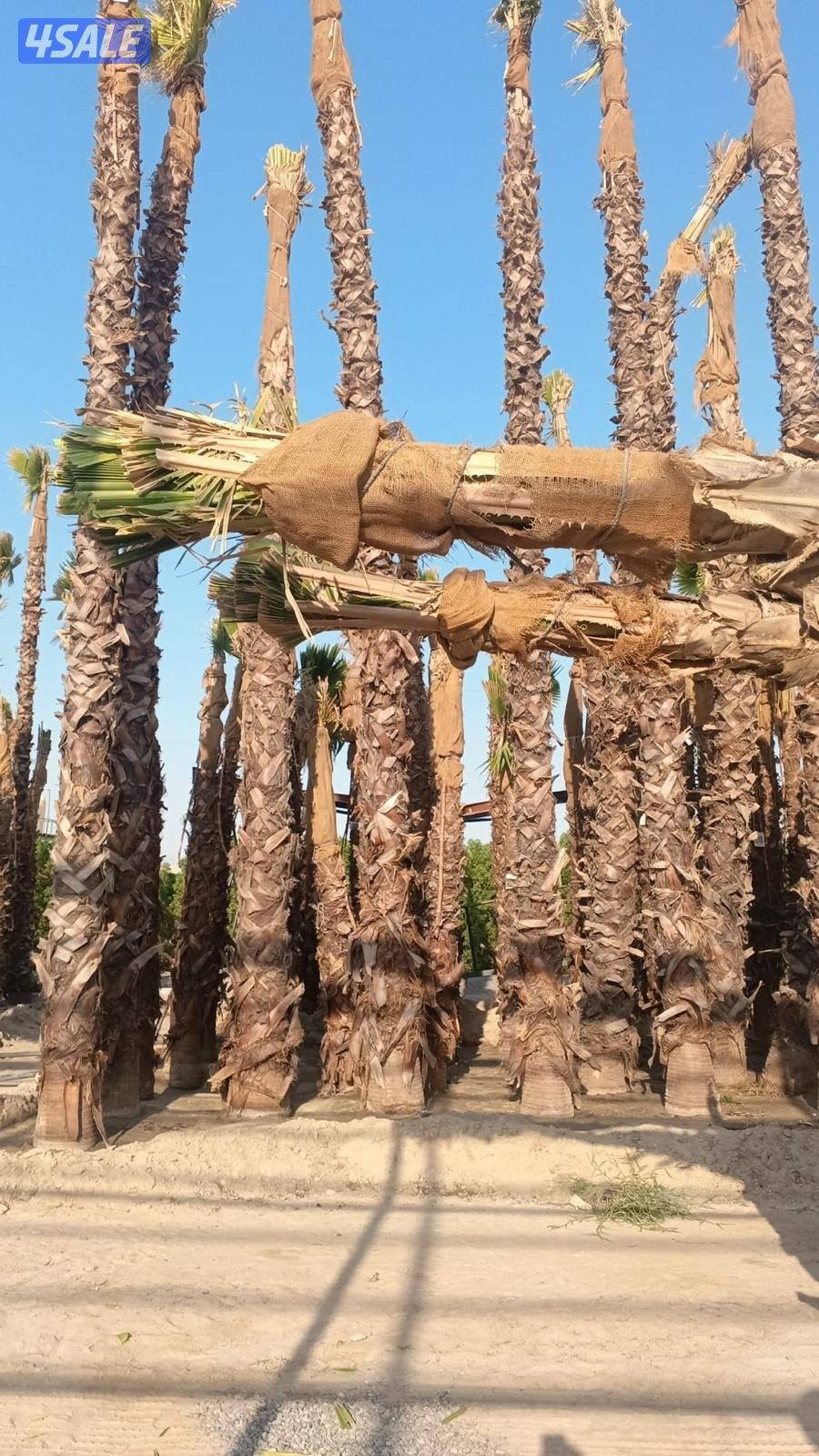 الهوازي،للنخيل4