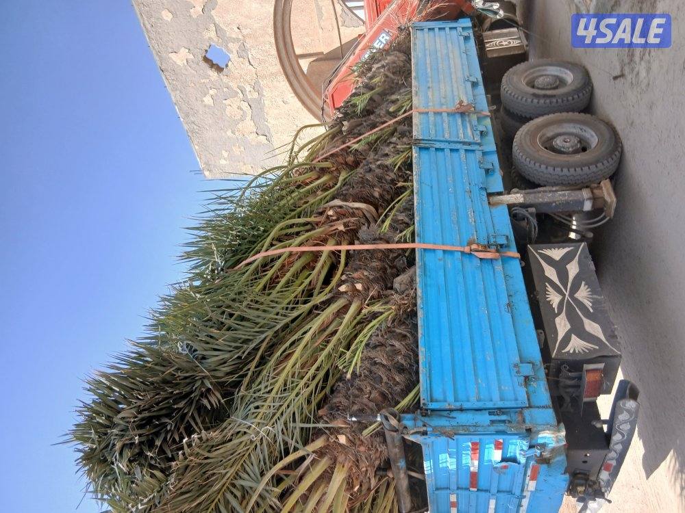 الهوازي،للنخيل5