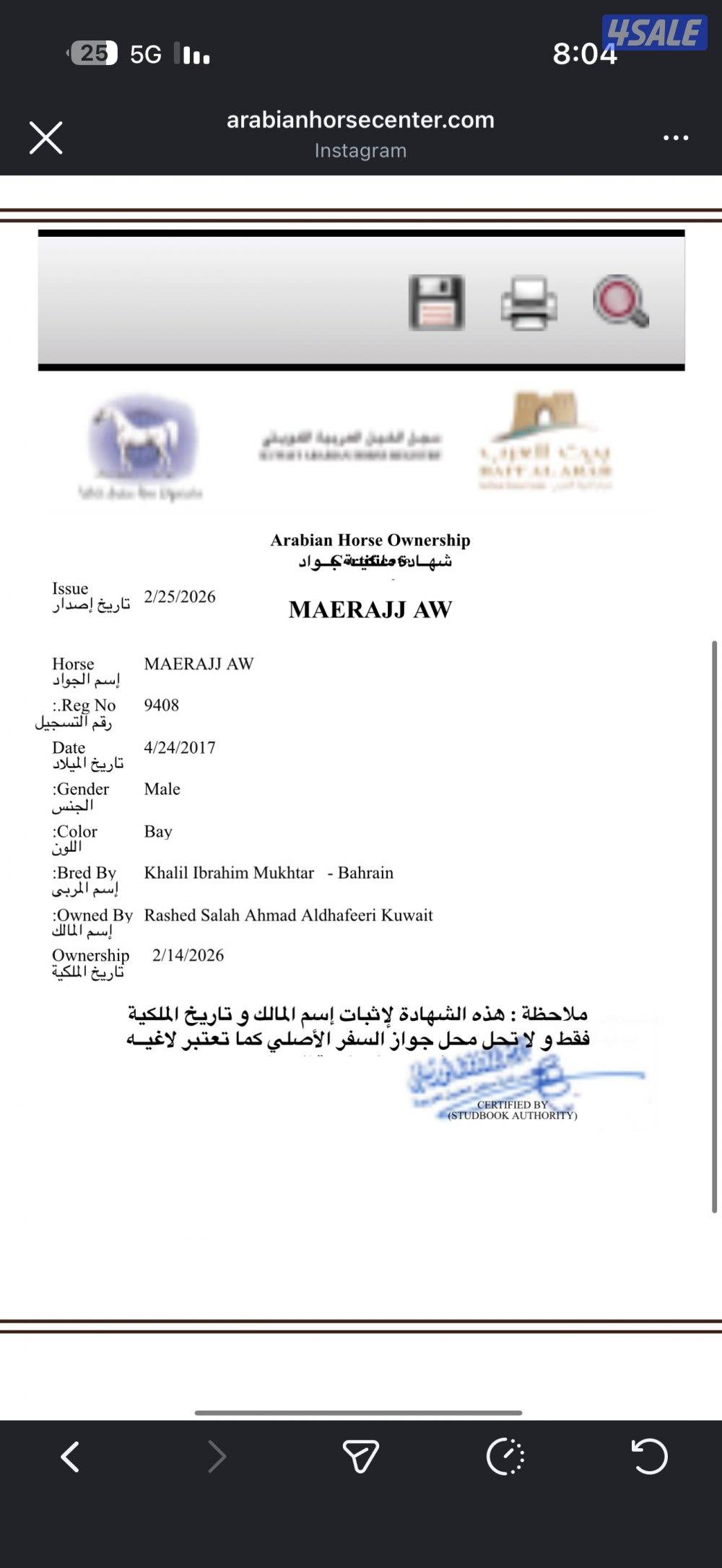 للبيع حصان مصري شيخ0