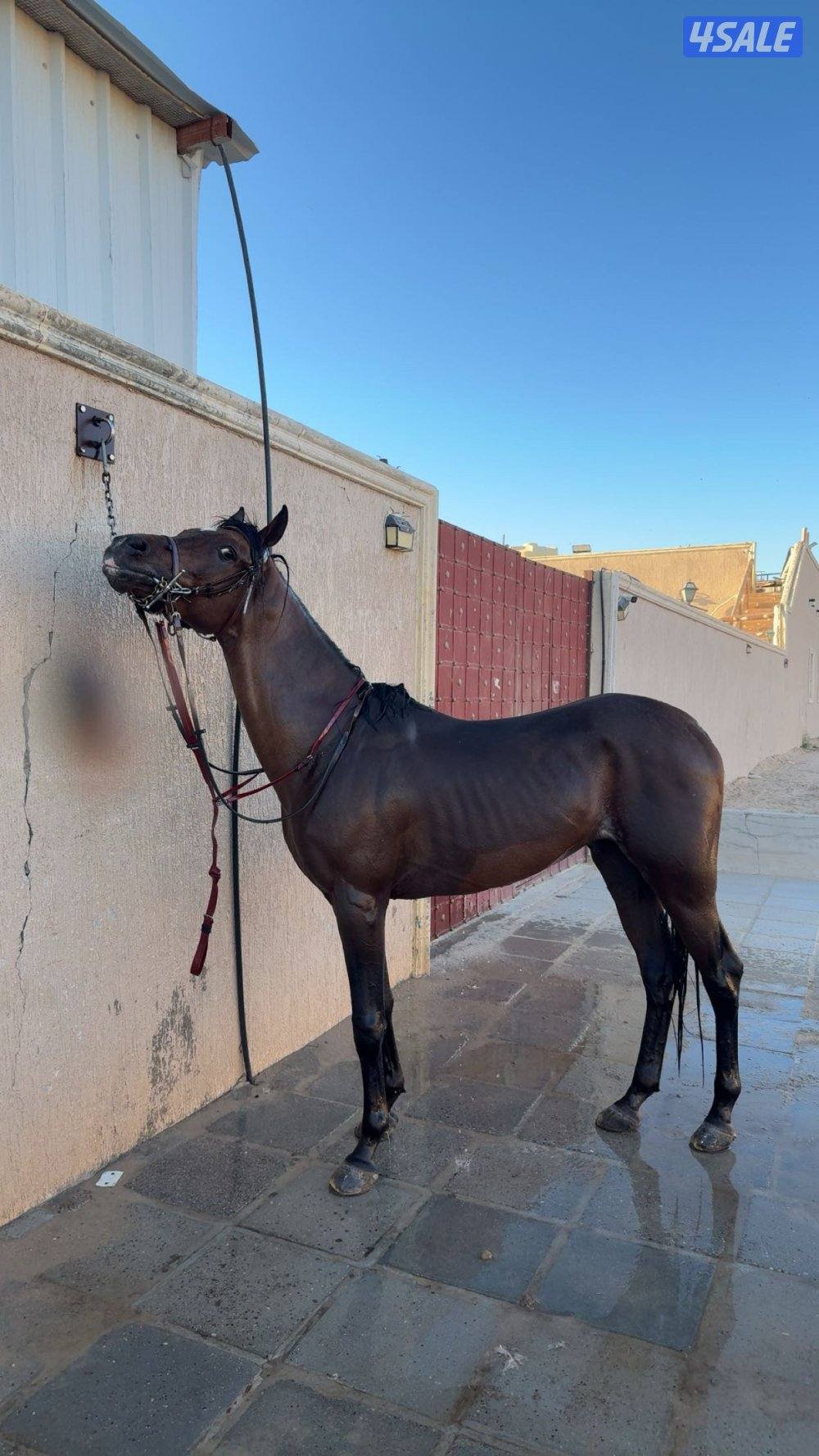 للبيع حصان مصري شيخ1