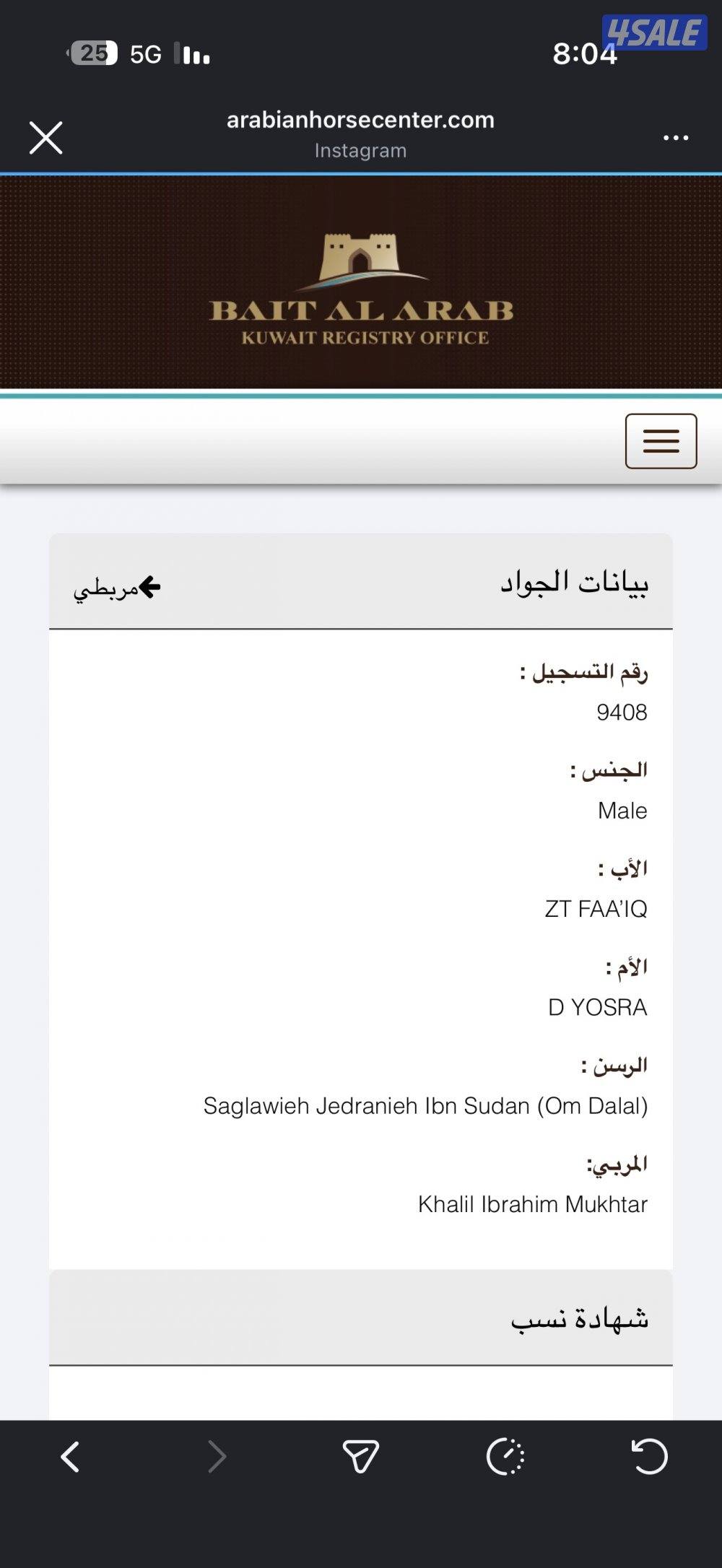 للبيع حصان مصري شيخ2