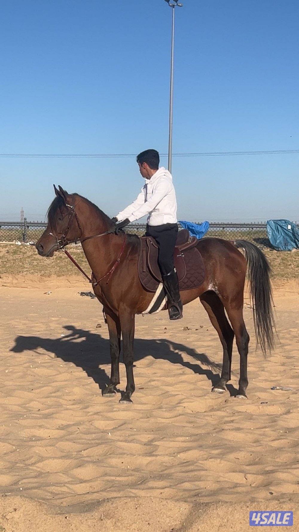 للبيع حصان مصري شيخ3