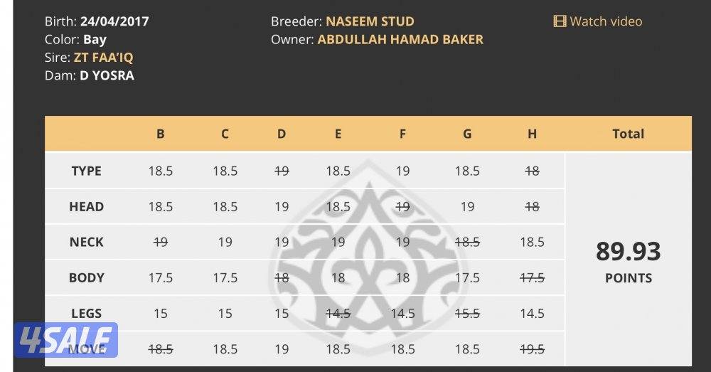للبيع حصان مصري شيخ6