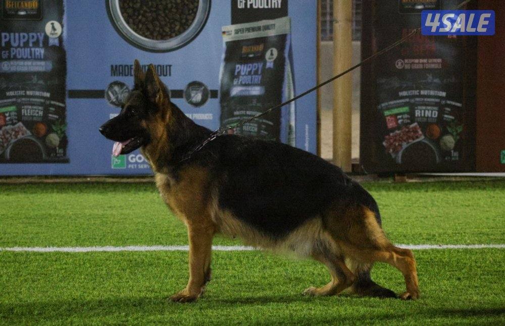 نثيه مواليد ٢٠٢٢ بطلة صربيا انتجت مره بس0