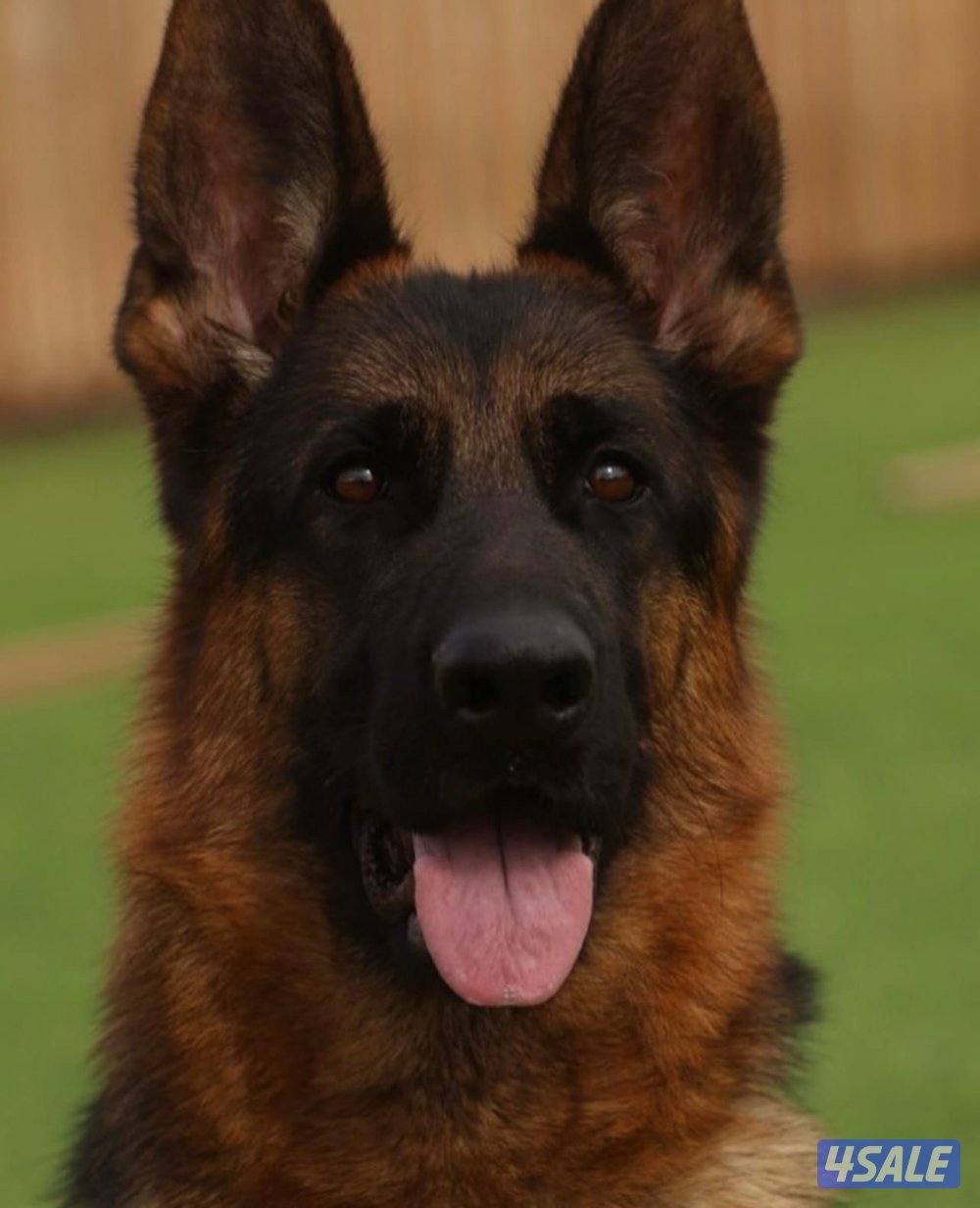 نثيه مواليد ٢٠٢٢ بطلة صربيا انتجت مره بس1