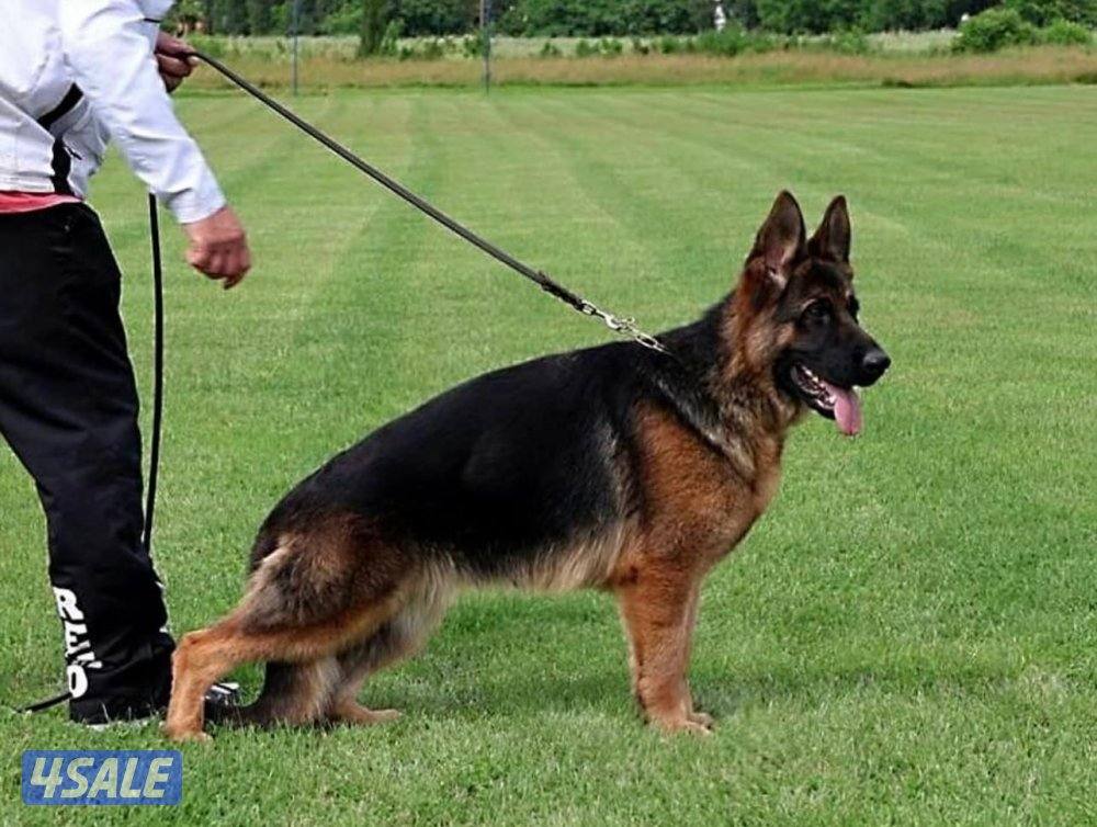 نثيه مواليد ٢٠٢٢ بطلة صربيا انتجت مره بس2