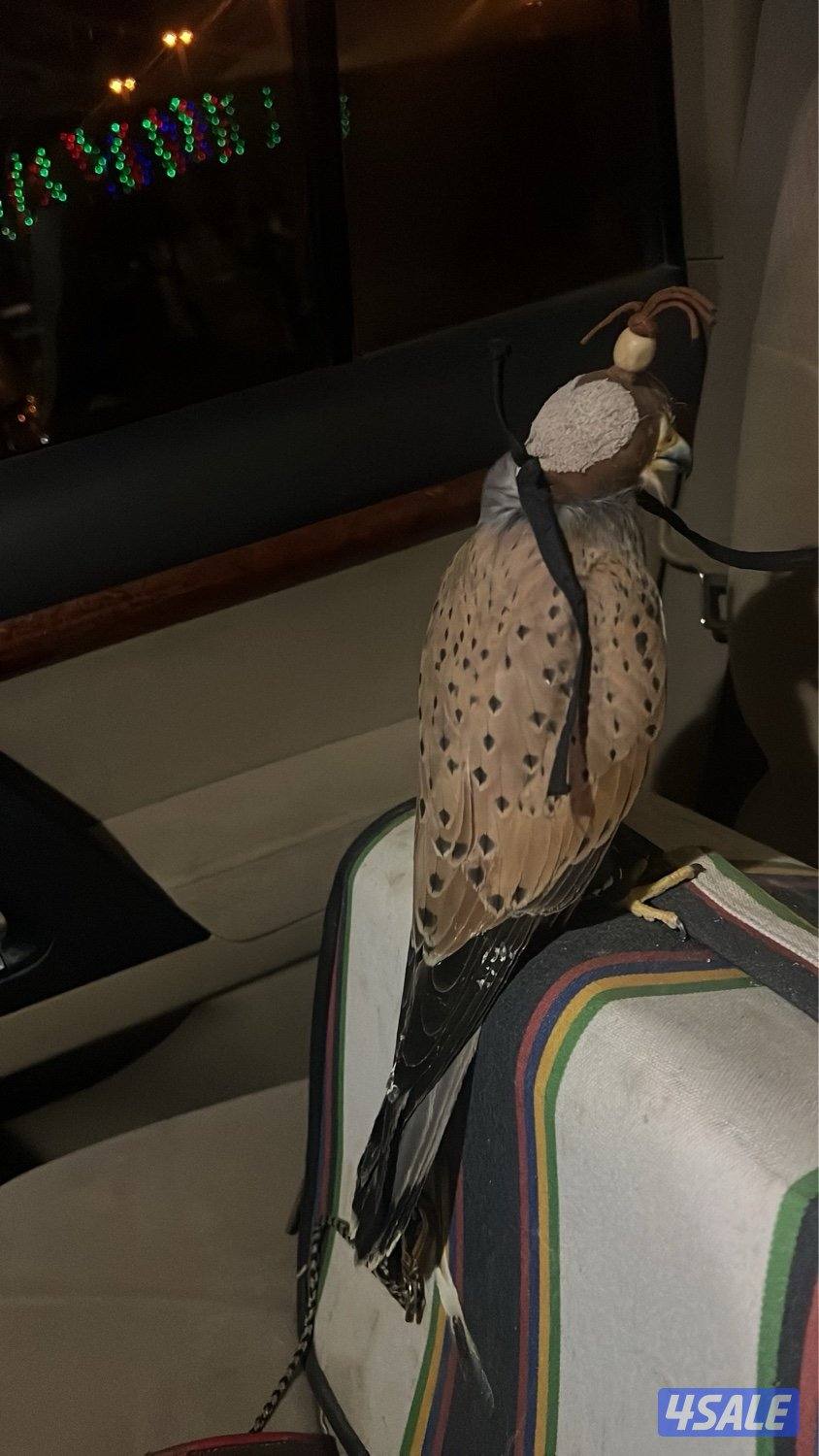 للبيع طير حر1