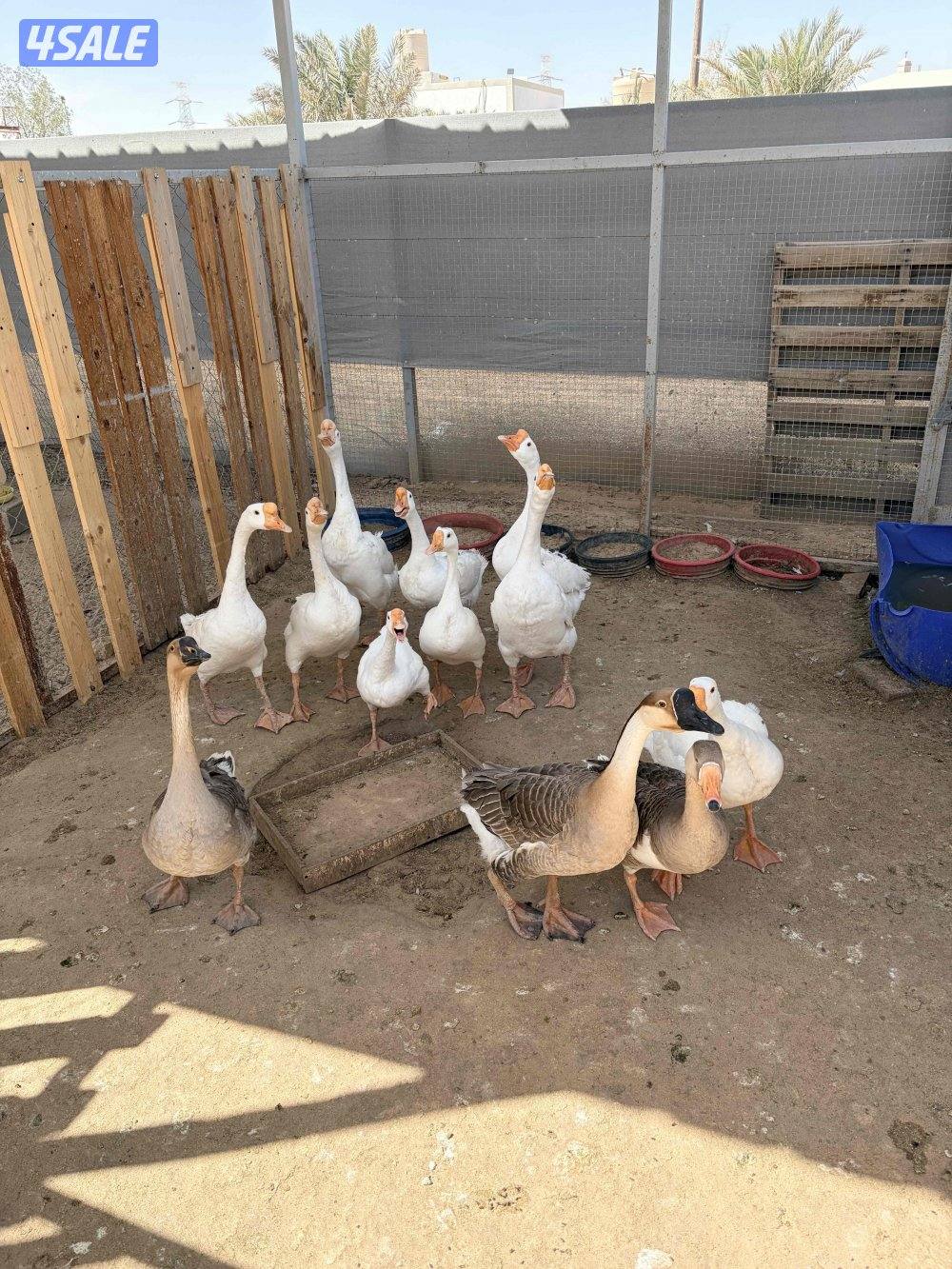 للبيع وز العدد 120