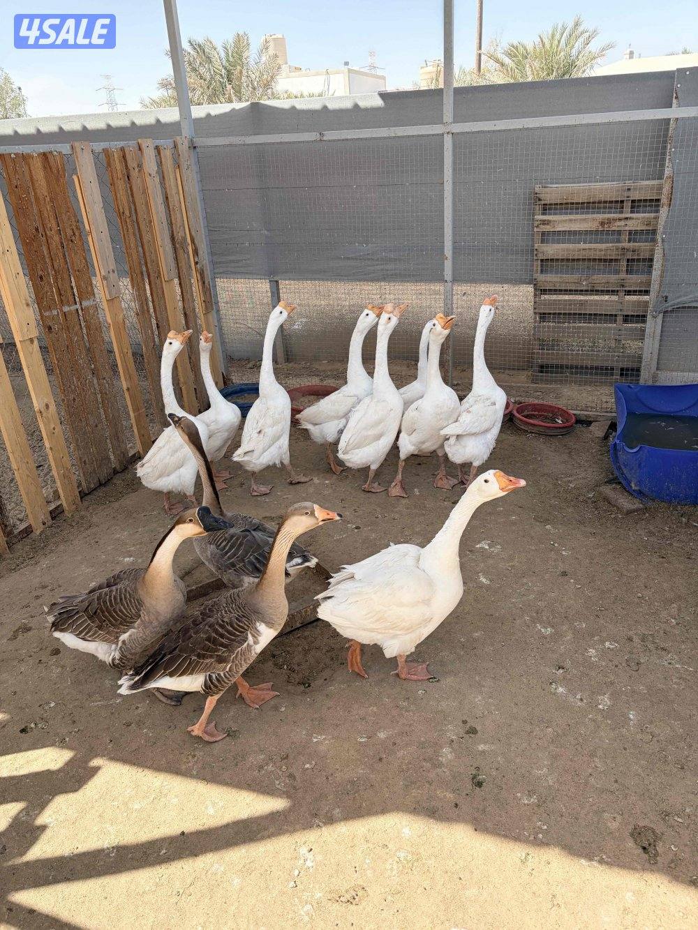 للبيع وز العدد 121