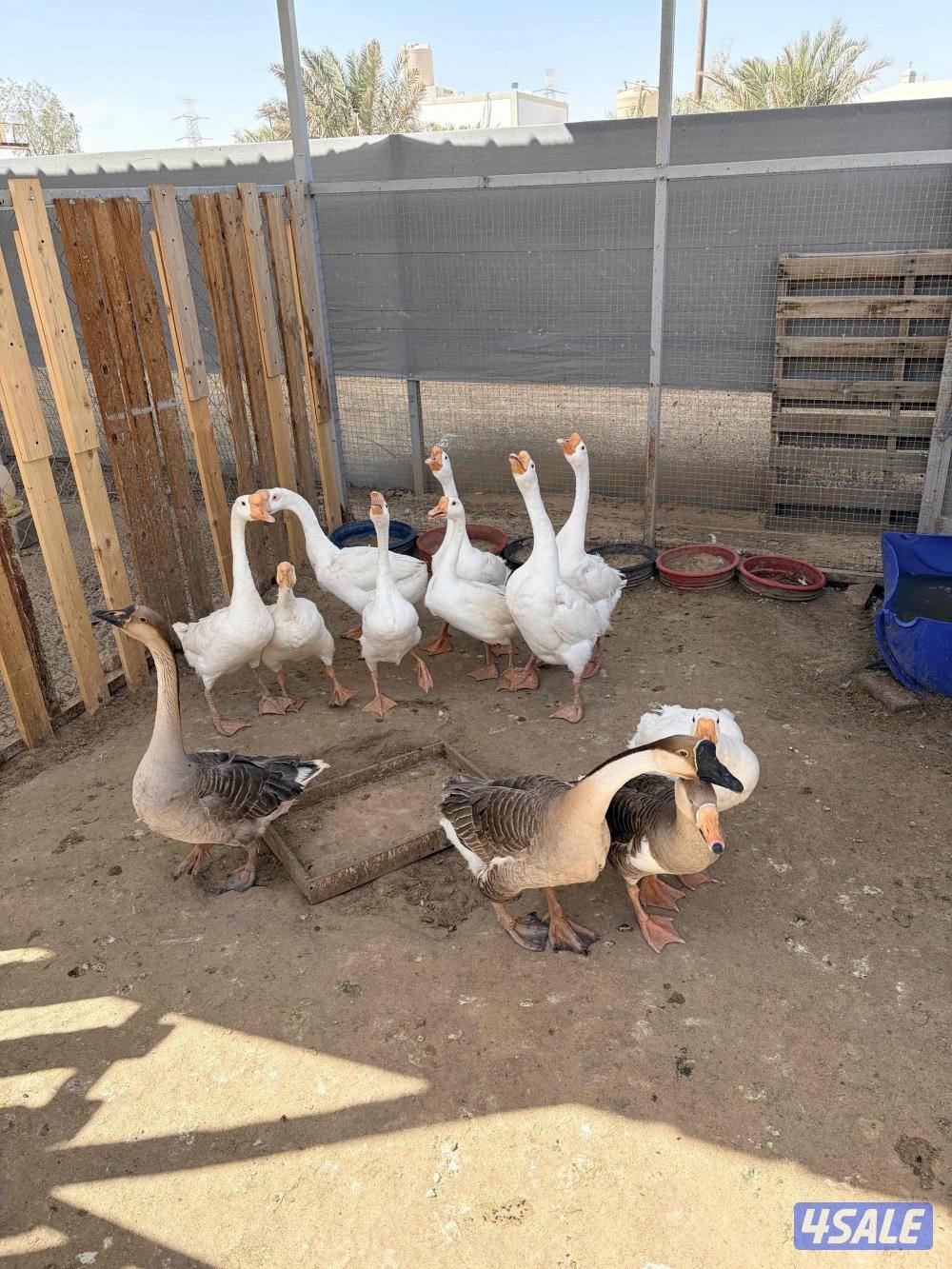 للبيع وز العدد 122