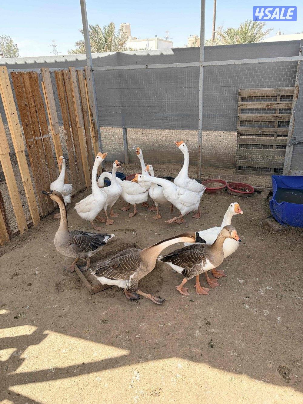 للبيع وز العدد 123