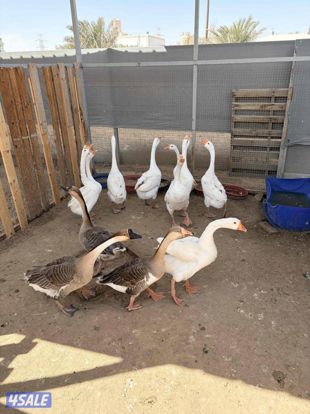 للبيع وز العدد 124