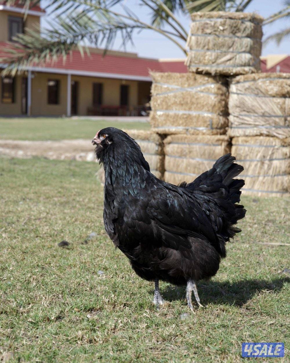 دجاج ايستر اللي بيضه ملون2