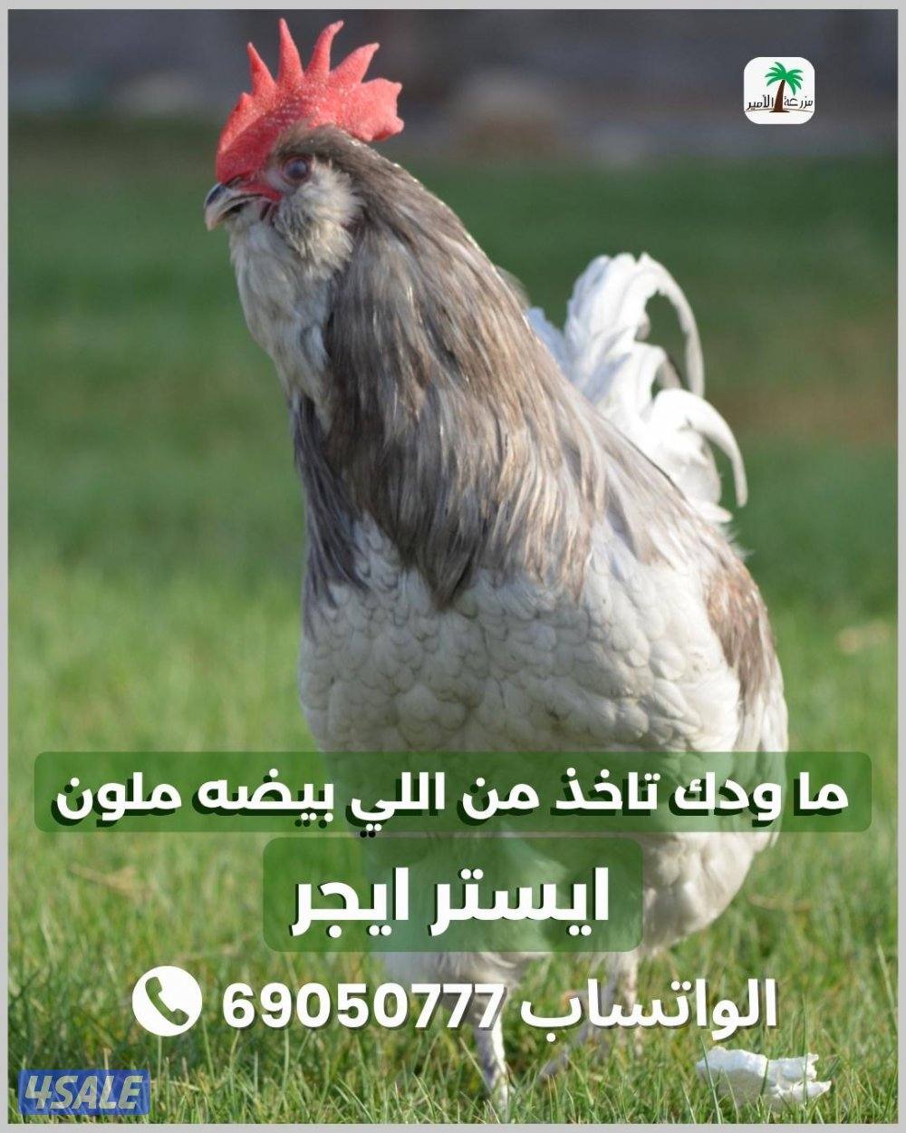 دجاج ايستر اللي بيضه ملون3