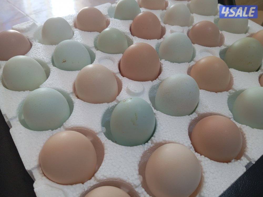 دجاج ايستر اللي بيضه ملون5