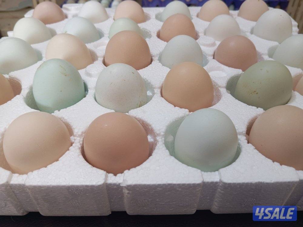 دجاج ايستر اللي بيضه ملون6