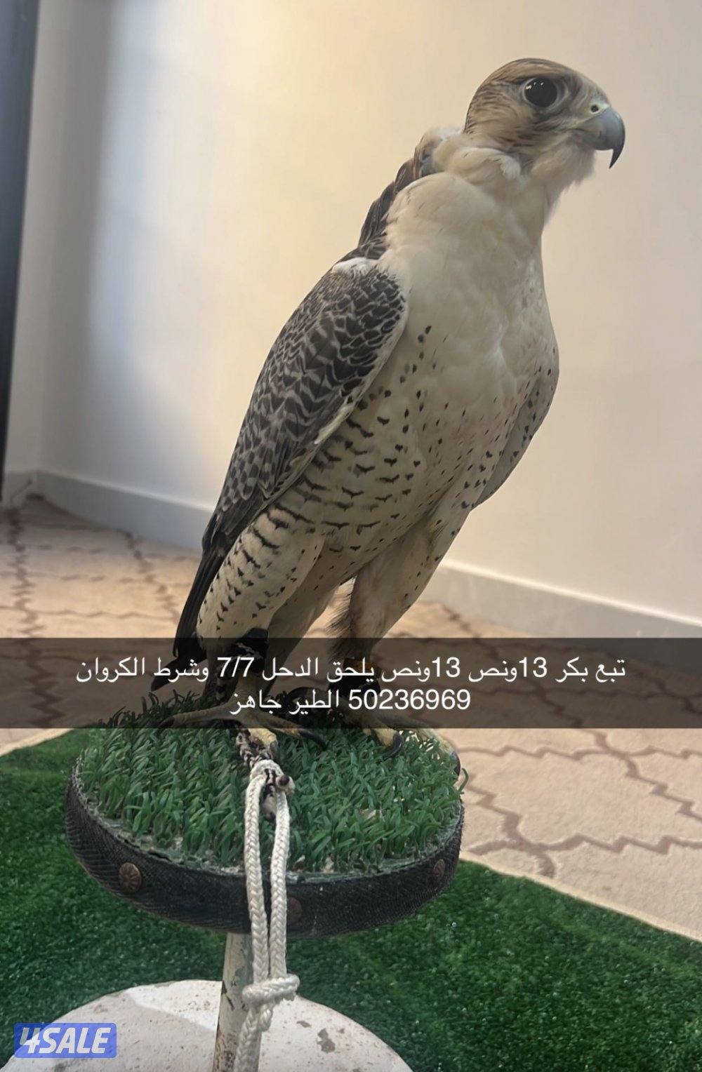 جير تبع بكرشرط لكروان والدحل 7/70