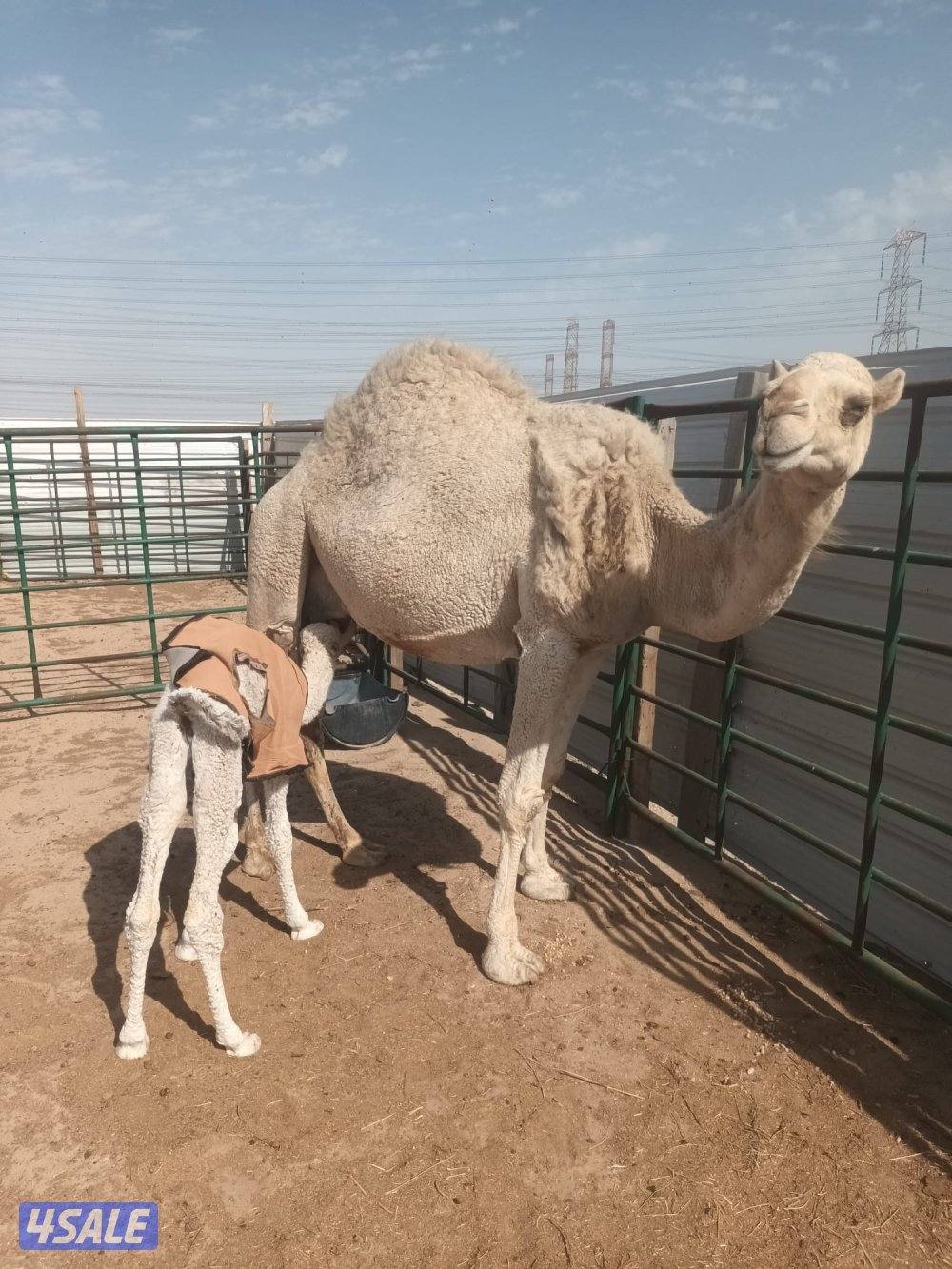 خلفة وضحا للبيع ( السوداني الشريطي لا يتصل )1