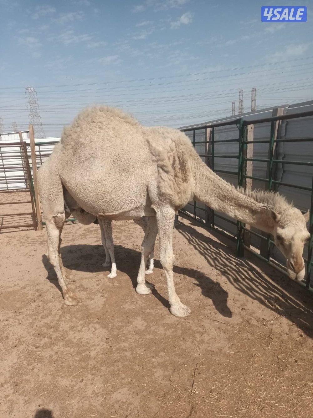 خلفة وضحا للبيع ( السوداني الشريطي لا يتصل )0