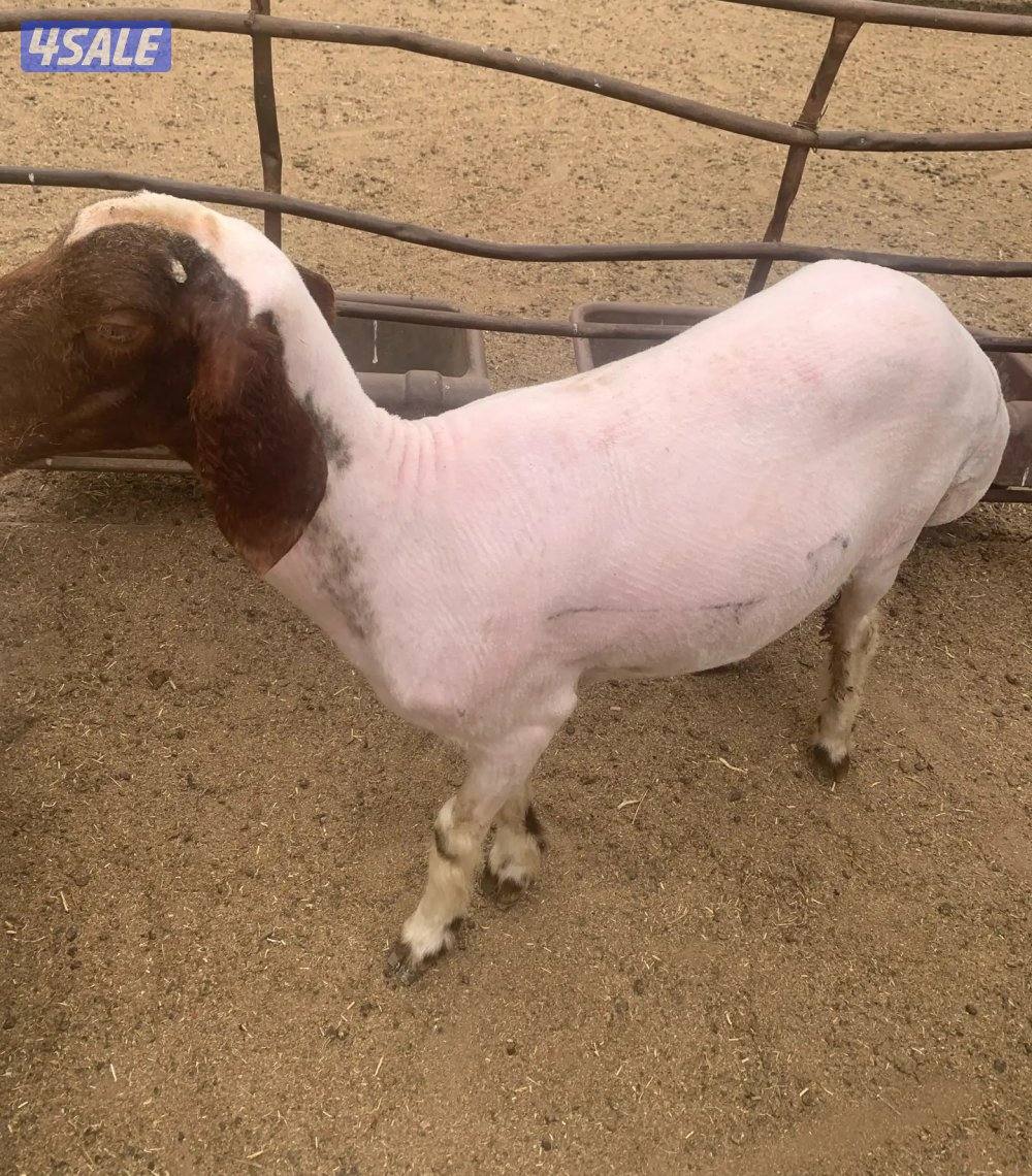 جز صوف الأغنام وتغليم الأظافر جميع مناطق الكويت حلاقين0