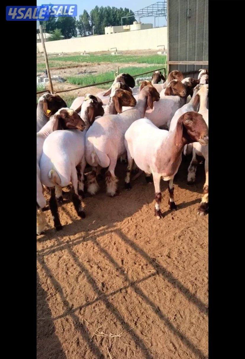 جز صوف الأغنام وتغليم الأظافر جميع مناطق الكويت حلاقين1