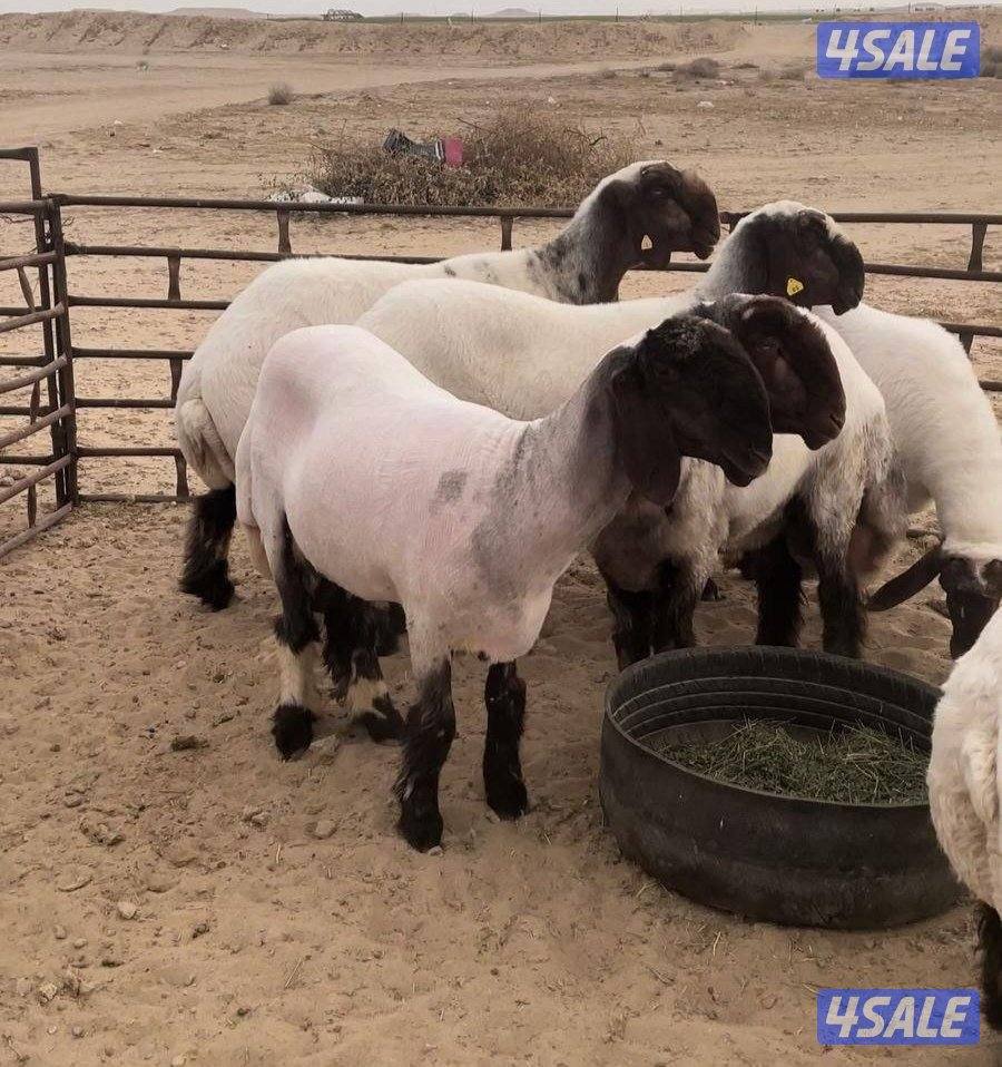 جز صوف الأغنام وتغليم الأظافر جميع مناطق الكويت حلاقين2