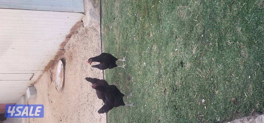 دجاج عراقي0