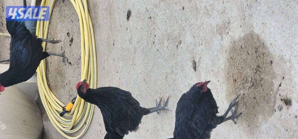 دجاج عراقي2