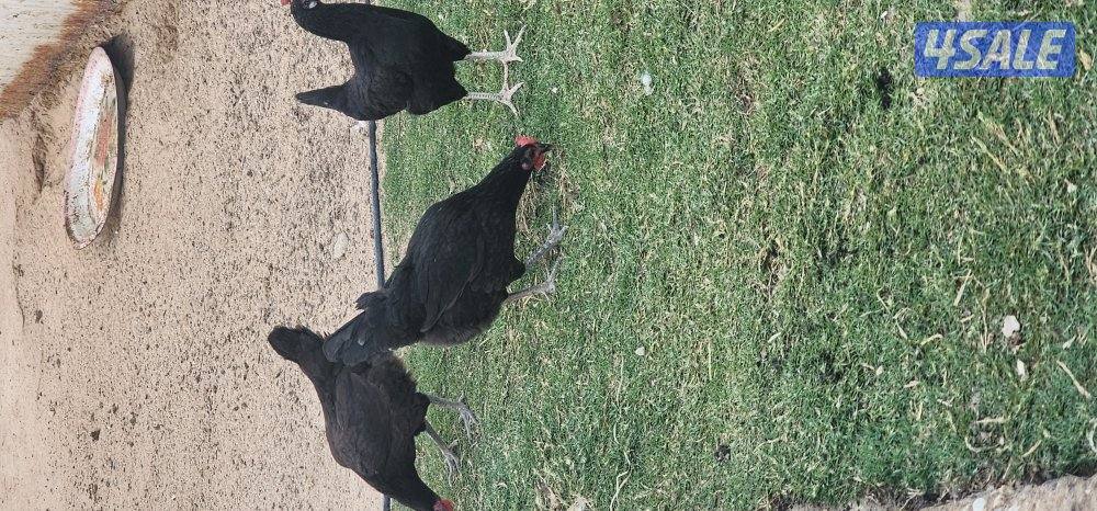 دجاج عراقي4