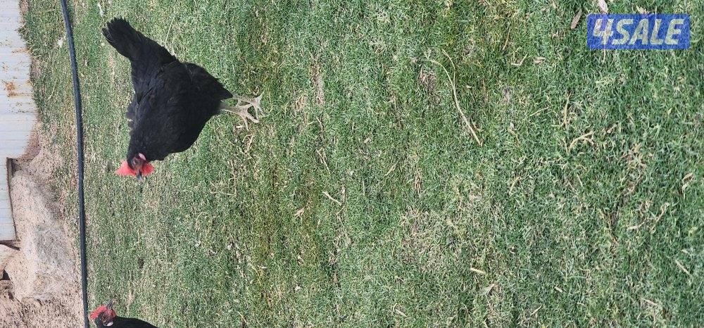 دجاج عراقي3