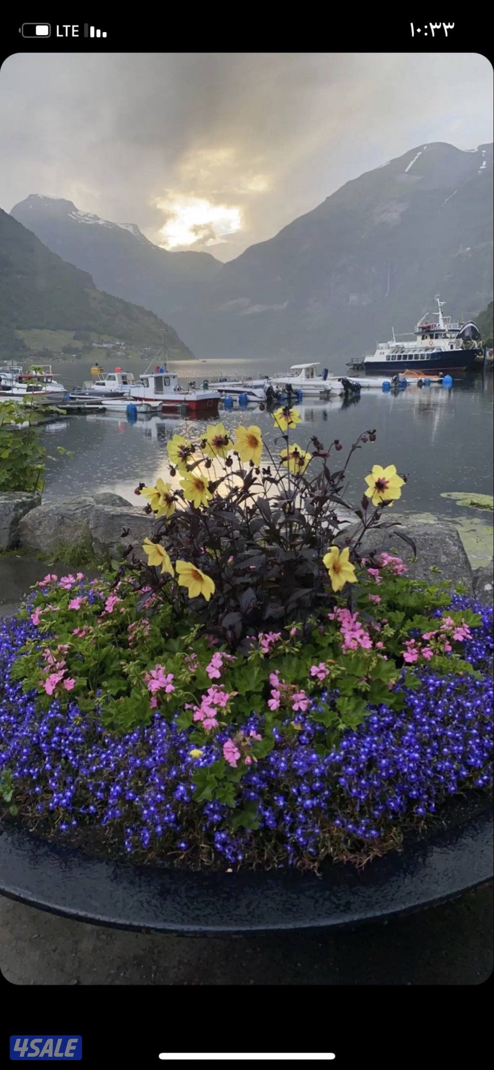 للبيع من الممالك مباشره0