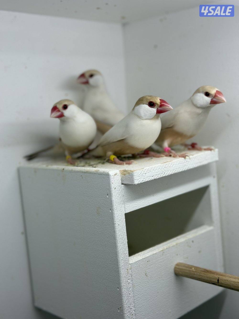 للبيع جاوا زوجين شرط النظافه0