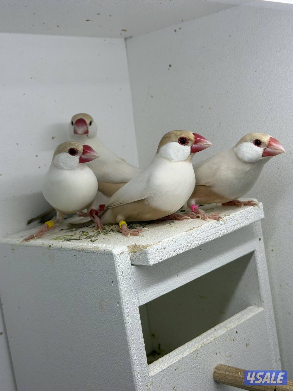 للبيع جاوا زوجين شرط النظافه1