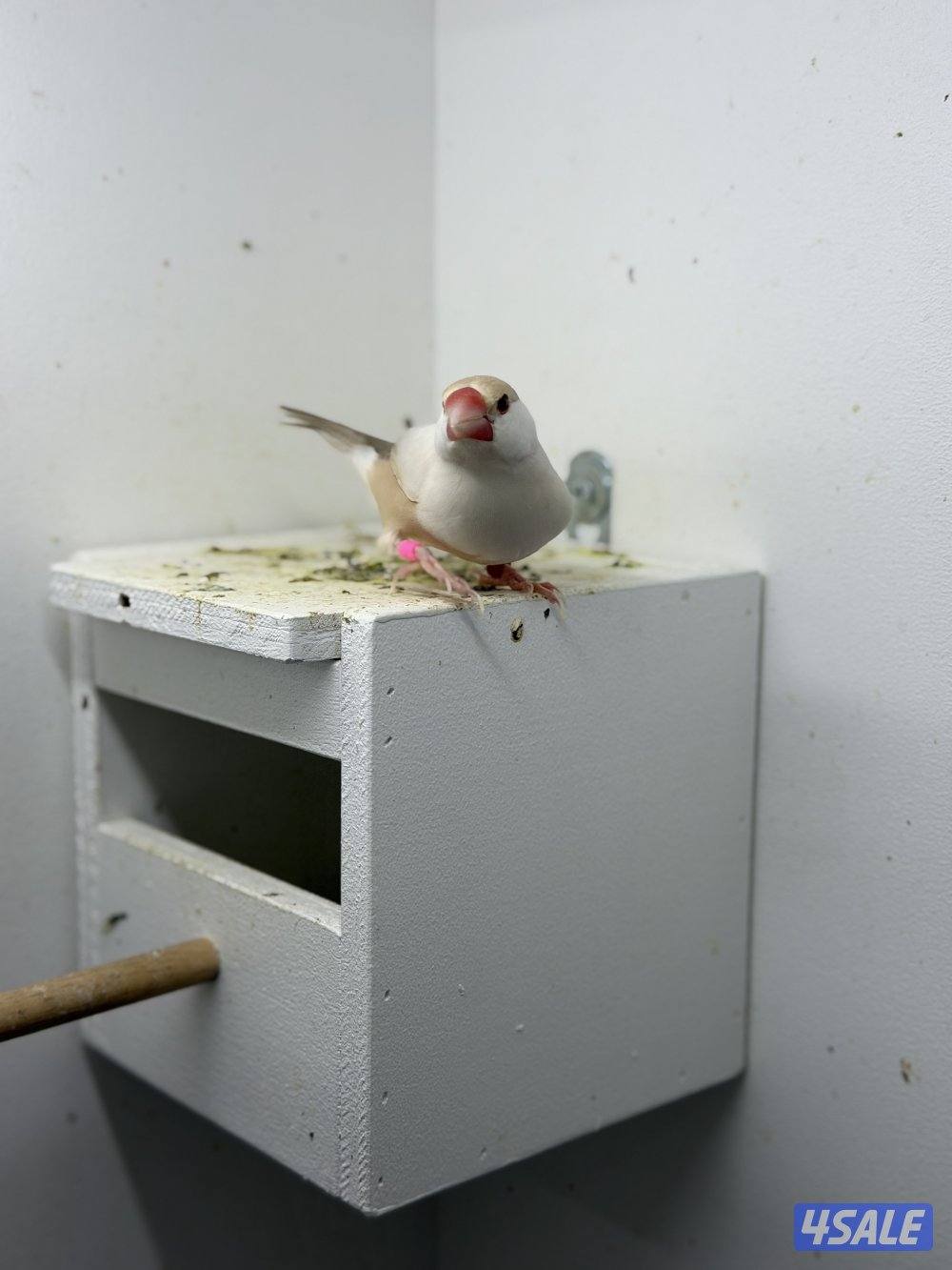 للبيع جاوا زوجين شرط النظافه2